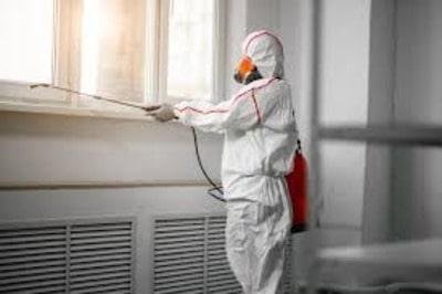 Mold Removal